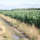 Finca en la que trabajaba el agricultor cuando fue alcanzado por un rayo.