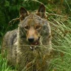 En la zona leonesa del parque la especie es cinegética por lo que los controles poblacionales son más escasos.