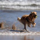 Un perro disfruta del agua en la playa de San Lorenzo de Gijón, ayer. ELOY ALONSO