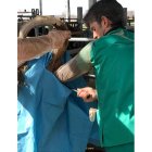La novedosa técnica quirúrgica se practica en el Hospital Clínico Veterinario de Agrovet desde este mes.
