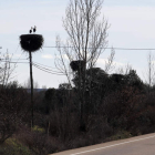 Los nidos atacados se encuentran en las inmediaciones de la carretera CL-624
