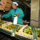 La pera conferencia, en la imagen, es la fruta berciana que más proyección ha adquirido.