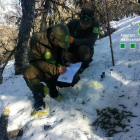 Los agentes ya han comenzado con el primer censo oficial de la especie en León. AMPACYL
