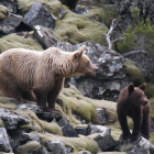 Una pareja de osos en una imagen de archivo en un paraje del municipio de Palacios.