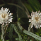 Dos ejemplares de la caprichosa planta conocida como la ‘Reina de la noche’, que sólo florece un día al año, en Tucson, Arizona.