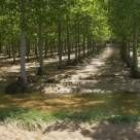 Las choperas dominan ya gran parte de la superficie forestal de las vegas y riberas leonesas