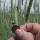 El escarabajo se alimenta de la espiga, impidiendo que grane
