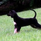 «Snuppy», el primer perro clonado de la historia