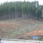 Plantación de eucaliptos en zona de pinares en el Bierzo, cerca de la carretera que va de Sancedo a Fabero. L. DE LA MATA