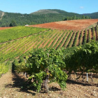 Aspecto del impresionante viñedo que Gancedo posee en las laderas arcillosas más altas de Quilós, donde ampliará plantación. BYVG/DL