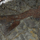 Uno de los fósiles hallados en Dakota del Norte.