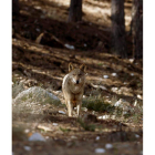 Un lobo en la sierra de la Culebra. J. J. GUILLÉN