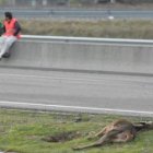 Un corzo muerto tras ser atropellado por un coche, una de las causas más frecuentes.
