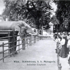 De arriba a abajo y de izquierda a derecha, imagen del zoo de Viena en 1910; el emperador corsorte Francisco José con sus nietos en 1900 paseando por el zoo de Viena; la primera jirafa que llegó a Viena, en 1828, todo un evento en la capital; cada año, el