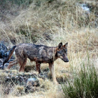 Imagen tomada por el fotógrafo Andoni Canela de un lobo en Riaño. ANDONI CANELA