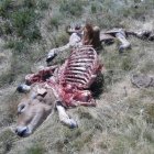 El ternero que apareció muerto el pasado jueves en Peranzanes.
