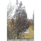 Un laurel en León enseña como interacciona con la helada.