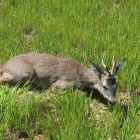 Un corzo encamado en un sembrado de trigo de la zona de Tierra de Campos. P. V.