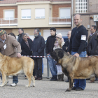 Una edición anterior de la Feria de San Martín en Mansilla de las Mulas. J. F. S.