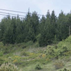 Una foto de un bosque de pinos en el pantano de Bárcena.