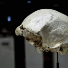 Resto hallado en la campaña de 1992 de Atapuerca cráneo 4. RICARDO ORDÓÑEZ