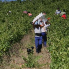 Vendimia en la comarca vitivinícola del Bierzo.