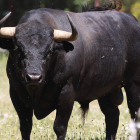 Los toros de Valdellán volvieron a dejar buen sabor de boca en Vic Fezensac. DL