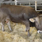 Un juez analiza la morfología de los animales. CAMPOS