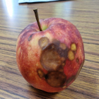 Una de las manzanas austríacas suministradas a los colegios. DL