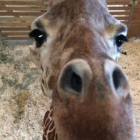 La jirafa April mira a la cámara que retransmite su parto.
