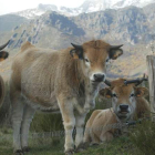 La FAO ha sabido reconocer la aportación de la ganadería extensiva para preservar el patrimonio natural de la provincia. RAMIRO