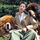 El criador perros, Zhang Gengyun, asegura que los mastines tibetanos son un símbolo de "poder" en China.