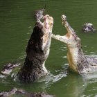 Unos cocodrilos saltan para alcanzar un trozo de comida en una granja de Pattaya (Tailandia).