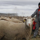 Una ganadera en una explotación ovina en León