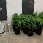 Plantas de marihuana confiscadas en la operación de la Guardia Civil en La Pola de Gordón. SUBDELEGACIÓN DEL GOBIERNO