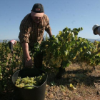 Vendimia en El Bierzo. ANA F. BARREDO