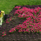 Un jardinero prepara uno de los parterres con simbología templaria junto al castillo.