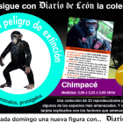 Consigue la figura del chimpancé común este domingo con tu Diario. DL