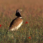 El sisón común es una especie característica de España, pero poco conocida. EFE
