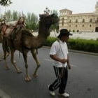 La caravana de dromedarios a su paso por la plaza de San Marcos en la ruta que hicieron por León
