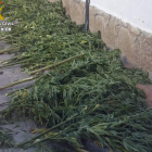 Imagen facilitada por la Guardia Civil de las plantas de marihuana interceptadas en Arganza. DL