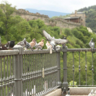 El Ayuntamiento está combatiendo las palomas. ANA F. BARREDO