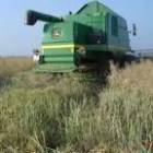 La cosecha de la colza se ha realizado en estos pasados días en las tierras de la cooperativa