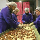 Un grupo de trabajadores selecciona las castañas para su envasado.