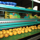 Trabajadoras de la cooperativa Cofrubi envasan manzanas reinetas.
