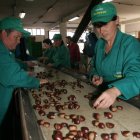 Trabajadores de una empresa de transformación de castañas. LDM
