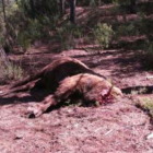 Imagen del bisonte alfa muerto, hallado en la Reserva de Valdeserrillas de València.