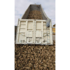 Recepción de remolacha en la fábrica de La Bañeza.
