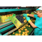 Trabajadoras de la cooperativa Cofrubi, ayer por la tarde, envasando las manzanas reinetas recién cosechadas.