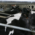 Las granjas de vacuno de leche viven una compleja situación tras eliminarse las cuotas. MARCIANO PÉREZ